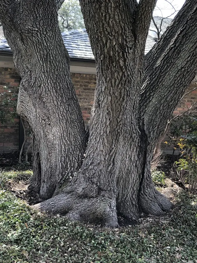 Mature heritage tree close to a Bulan property cared for by certified arborists